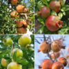 4 Plant, Pomegranate Tree Mix (punica granatum)