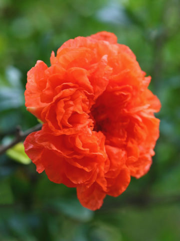 Rose Beauty Pomegranate Tree (punica granatum)