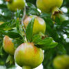Utah Sweet Pomegranate Tree (punica granatum)