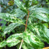 Variegated Leaf Pomegranate Tree (punica granatum v)
