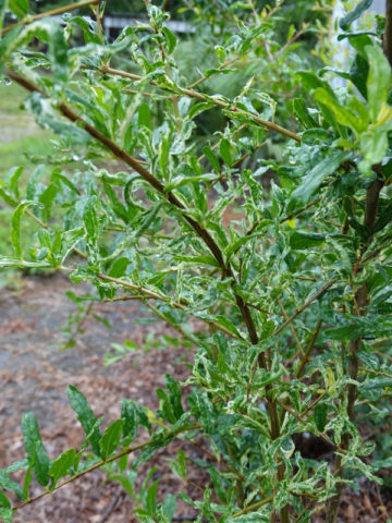 Alternative view of Variegated Leaf Pomegranate Tree (punica granatum v)