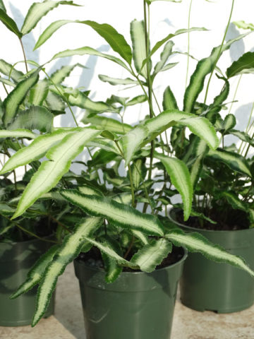 Alternative view of Lg. Albo Lineata Feather Fern (pteris cretica albo-lineata)