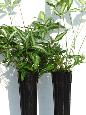 Alternative view of Albo Lineata Feather Fern (pteris cretica albo-lineata)