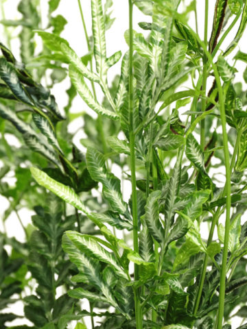 Alternative view of Lg. Silver Lace Fern (pteris ensiformis evergemiensis)