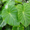 Lg. Hitchhiker Elephant Ear Plant (remusatia vivipara)