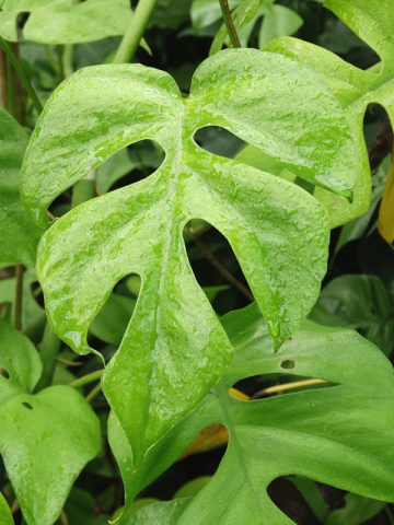 Alternative view of Rhaphidophora Tetrasperma Mini Monstera Plant in 2x2x7" Pot