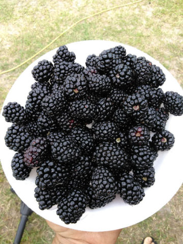 Alternative view of Giant Brazo Blackberry (rubus sp)