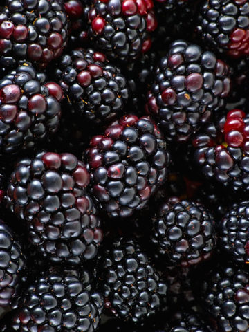 Alternative view of Thorn-less Natchez Blackberry (rubus sp)