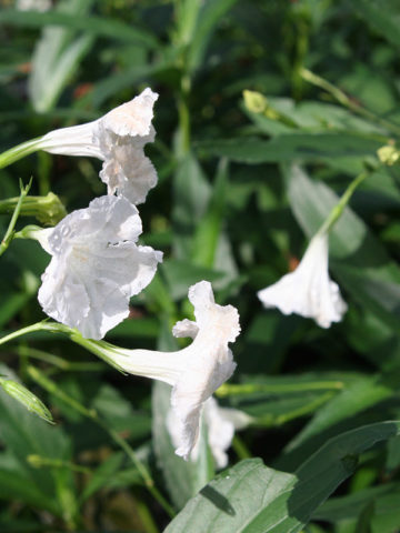 Alternative view of 2 White Hawaiian Petunia Plants (ruellia brittoniana)