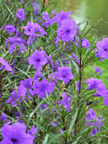 Alternative view of 2 Mexican Petunia Plants (ruellia brittoniana)