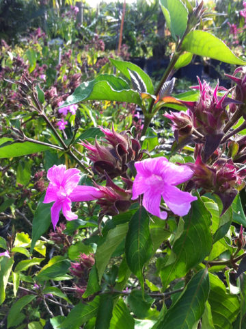 Alternative view of Bolivian Violet Plant (ruellia multisetosa)