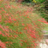 Coral Fountain Bush (russelia equisetiformis)