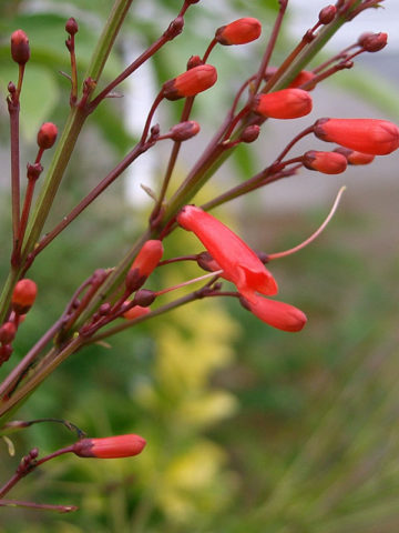 Alternative view of Coral Fountain Bush (russelia equisetiformis)