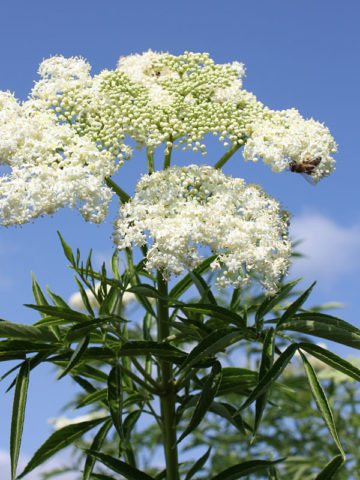 Alternative view of American Black Elderberry Bushe (sambucus canadensis)