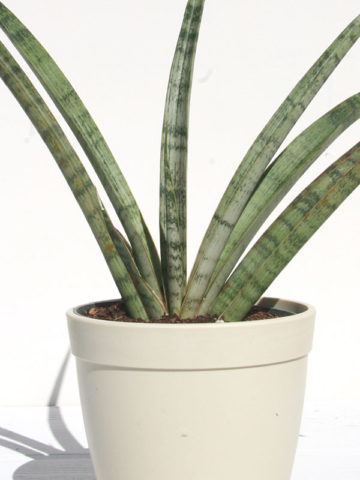 Alternative view of XL Sansevieria USDA Blue Sword (snake plant)