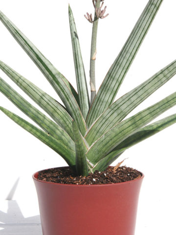 Alternative view of Sansevieria Caulescens Ice Blue (snake plant)