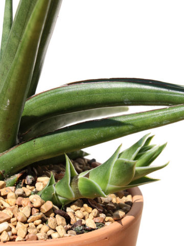 Alternative view of XL Sansevieria Caulescens African Traveler (snake plant)