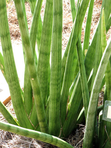 Alternative view of Sansevieria Cylindrica (snake plant)