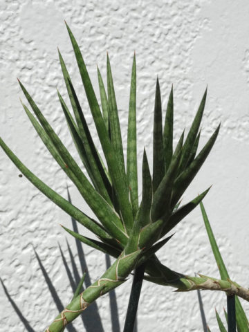 Alternative view of Sansevieria Francisii (snake plant)