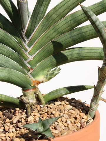 Alternative view of Sansevieria Kenya Beauty (snake plant)