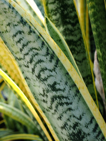 Alternative view of 2 Sansevieria Laurentii (snake plants)