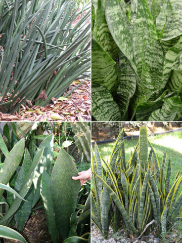 4 Plant, Sansevieria Mix (snake plant)