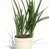 Sansevieria Parva (snake plant)