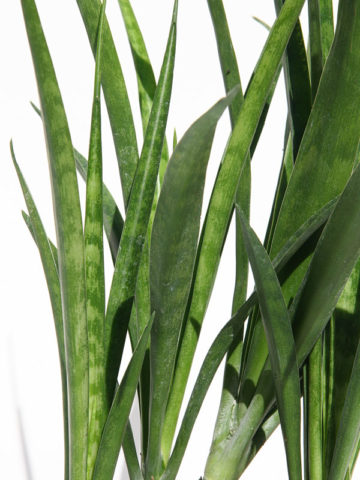 Alternative view of Sansevieria Parva (snake plant)