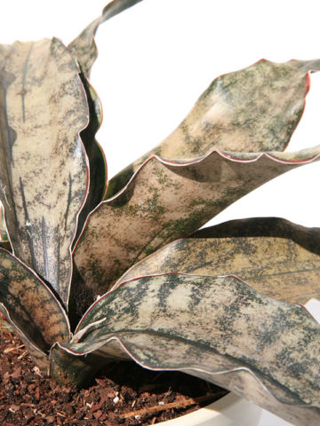 Alternative view of XL Sansevieria Kirkii Pulchra Coppertone (snake plant)