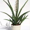 Sansevieria Stella (snake plant)