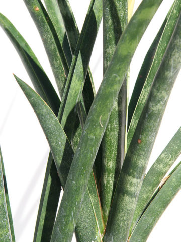 Alternative view of Sansevieria Stelette (snake plant)