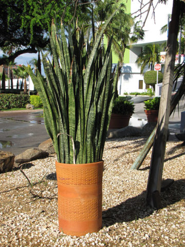 Alternative view of 2 Sansevieria Zeylanica (snake plants)