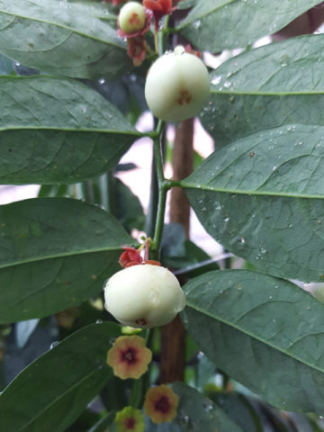 Alternative view of Variegated Katuk Sweet Leaf Plant (sauropus androgynus)