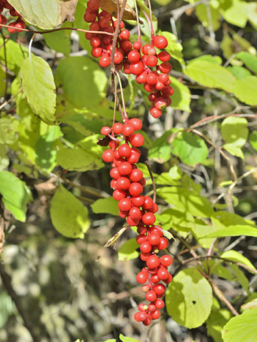 Alternative view of Five-flavor Berry Bush (schisandra chinensis)