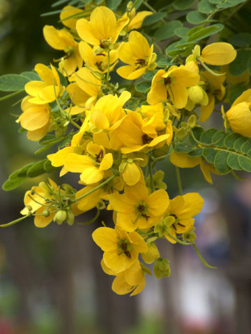 Alternative view of Glossy Leaf Sunshine Tree (senna surattensis)