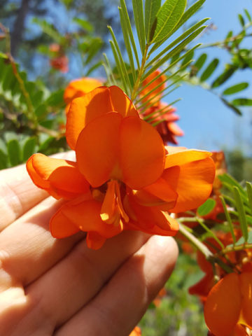 Alternative view of Scarlet Wisteria Bush (sesbania punicea)