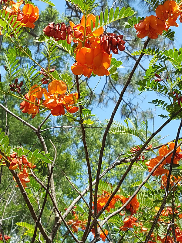 20 Seeds Sesbania Punicea Scarlet Red Wisteria Tree Tropical Looking Bush Plant