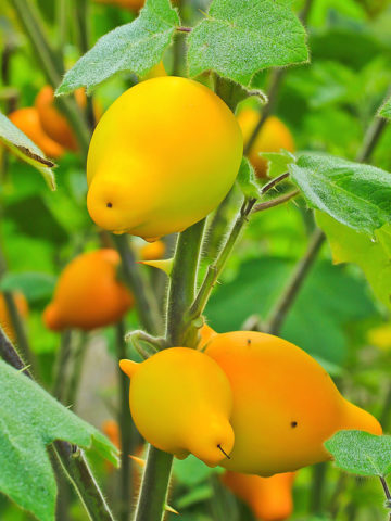 Alternative view of Nipplefruit (solanum mammosum)