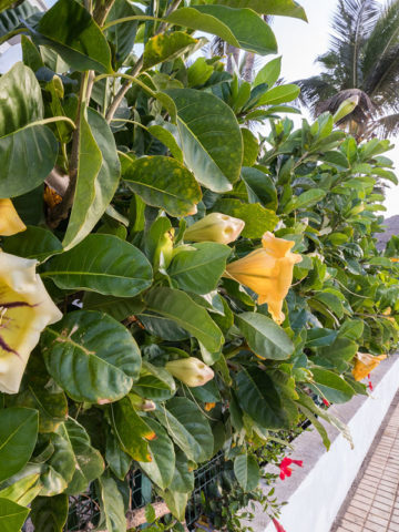 Alternative view of Cup Of Gold Vine (solandra maxima)