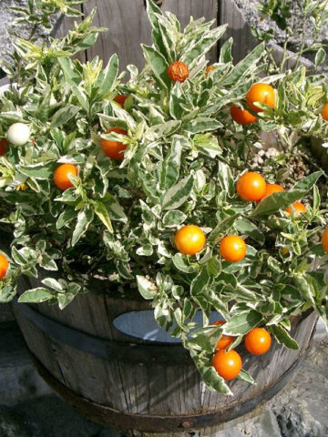 Alternative view of Variegated Jerusalem Cherry (solanum pseudocapsicum variegata)