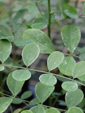 Eve's Necklace Tree (sophora affinis)