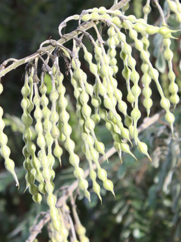 Alternative view of Golden Necklace Plant (sophora tomentosa)