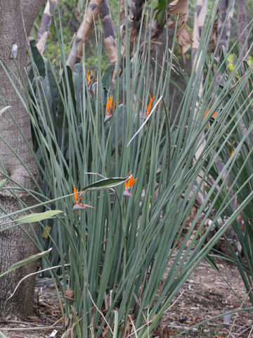 Alternative view of Leafless Bird of Paradise Plant (strelitzia juncea)