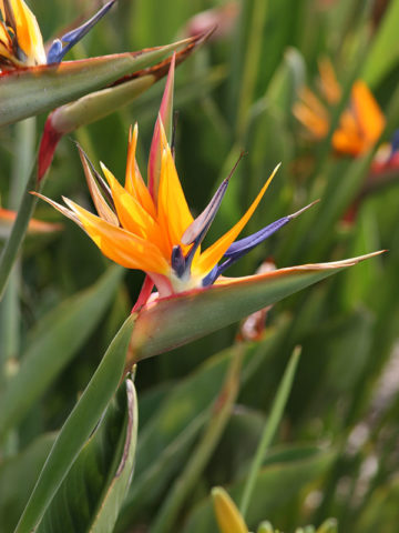 Alternative view of Tahitian Orange Bird of Paradise Plant (strelitzia reginae)
