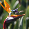 Tahitian Orange Bird of Paradise Plant (strelitzia reginae)