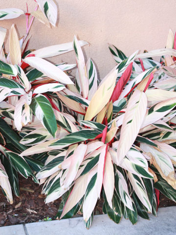 Alternative view of Tricolor Ginger Plant (stromanthe sanguinea)