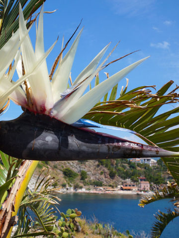 Alternative view of Giant Blue Tongue, White and Bird of Paradise Plant (strelitzia nicolai)