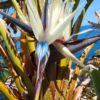 Giant Blue Tongue, White and Bird of Paradise Plant (strelitzia nicolai)