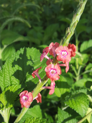 Alternative view of Pink Porterweed Plant (stachytarpheta jamaicensis)