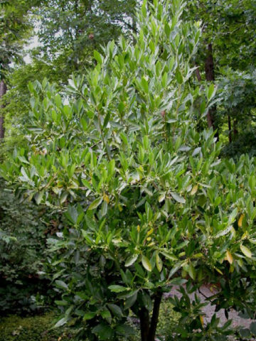 Florida Sunshine Licorice Shrub (illicium parviflorum)
